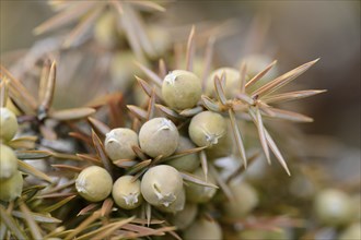 Close-up of fruits of a Common juniper (Juniperus communis)