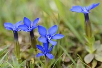 Close-up of Spring Gentian (Gentiana verna) on a meadow in spring, Bavaria, Germany, Europe