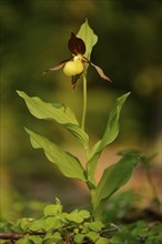 Close-up of lady's-slipper orchid (Cypripedium calceolus) in a forest in spring, Bavaria, Germany,