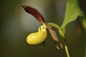 Close-up of lady's-slipper orchid (Cypripedium calceolus) in a forest in spring, Bavaria, Germany,