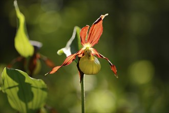 Close-up of lady's-slipper orchid (Cypripedium calceolus) in a forest in spring, Bavaria, Germany,