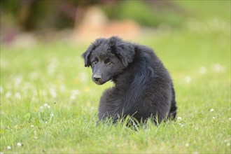 Black mixed-breed puppy sitting in a meadow, Bavaria