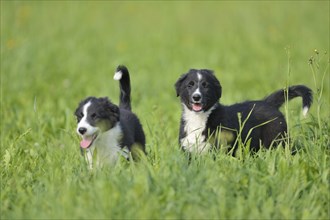 Two black and white mixed-breed puppies playing on a green meadow on a sunny day, Bavaria