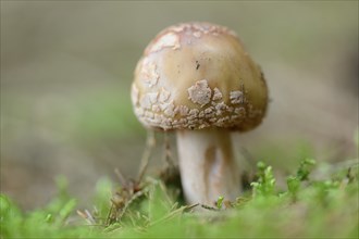 Close-up of a Blusher (Amanita rubescens) in a forest