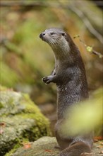 Close-up of a European otter (Lutra lutra) in autumn in the bavarian forest