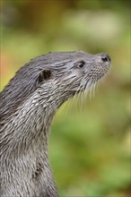 Close-up of a European otter (Lutra lutra) in autumn in the bavarian forest