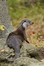 Close-up of a European otter (Lutra lutra) in autumn in the bavarian forest