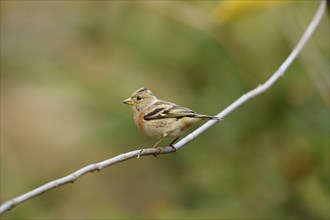 Close-up of a Brambling (Fringilla montifringilla) in autumn in the bavarian forest