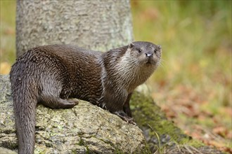 Close-up of a European otter (Lutra lutra) in autumn in the bavarian forest