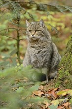 Close-up of a European wildcat (Felis silvestris silvestris) in autumn in the bavarian forest