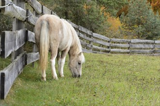 Pony grazing on a fenced meadow with autumnal trees in the background, Bavaria