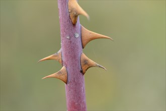 Close-up of blackberry prickles in autumn