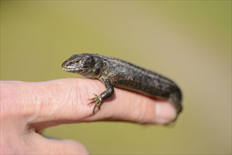 Close-up of a lizard on a finger on a sunny day