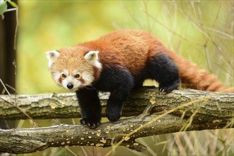 Close-up of a red panda (Ailurus fulgens) in a forest in autumn