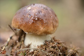 Close up of a penny bun (Boletus edulis) mushroom on the forest floor in autumn