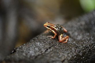 Close up of a phantasmal poison frog (Epipedobates tricolor) sitting on the ground