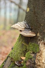 Tinder fungus (Fomes fomentarius) on a European beech (Fagus sylvatica) tree trunk in autumn