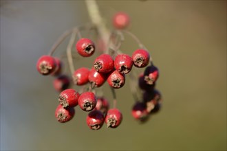 Close-up of common hawthorn or single-seeded hawthorn (Crataegus monogyna) fruits in autumn