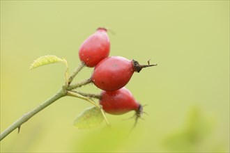 Close-up of rose hips from a dog rose (Rosa canina) in autumn