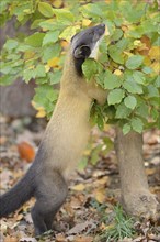 Close-up of a yellow-throated marten (Martes flavigula) in a forest in autumn