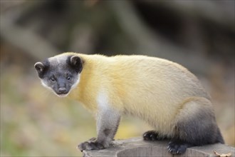 Close-up of a yellow-throated marten (Martes flavigula) in a forest in autumn