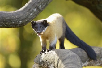 Close-up of a yellow-throated marten (Martes flavigula) in a forest in autumn