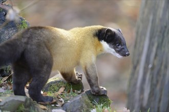 Close-up of a yellow-throated marten (Martes flavigula) in a forest in autumn