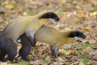 Close-up of two yellow-throated marten (Martes flavigula) in a forest in autumn