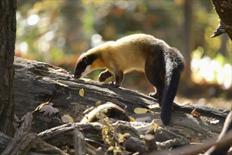 Close-up of a yellow-throated marten (Martes flavigula) in a forest in autumn