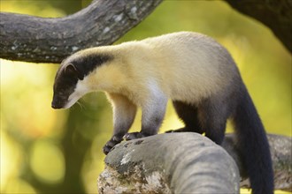 Close-up of a yellow-throated marten (Martes flavigula) in a forest in autumn