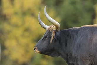 Close-up of a aurochs or ure (Bos primigenius) in autumn in the bavarian forest