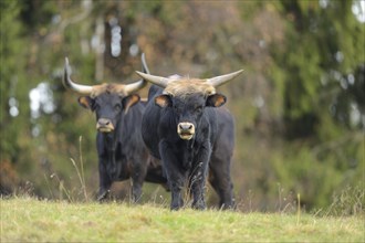 Close-up of a aurochs or ure (Bos primigenius) in autumn in the bavarian forest