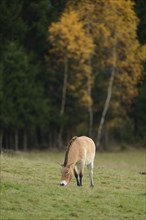 Close-up of a wild horse (Equus ferus) in autumn in the bavarian forest