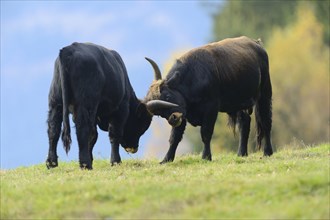 Close-up of a aurochs or ure (Bos primigenius) in autumn in the bavarian forest