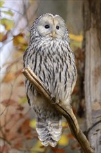 Close-up of a Ural Owl (Strix uralensis) in autumn in the bavarian forest