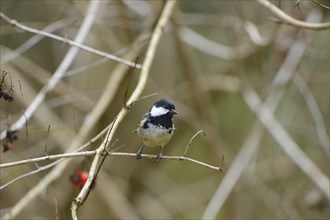 Close-up of a Coal Tit (Periparus ater) in autumn in the bavarian forest