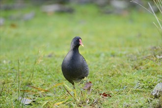 Close-up of a Common Moorhen (Gallinula chloropus) in autumn in the bavarian forest