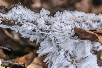 Hair rice on dead wood, Close Up, Dillendorf, Rhineland-Palatinate, Germany, Europe