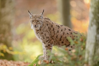 Eurasian lynx (Lynx lynx) standing in autumn forest, Bavarian Forest National Park