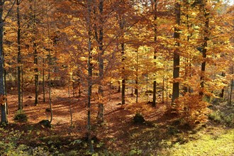 Landscape of forest in autumn in the bavarian forest