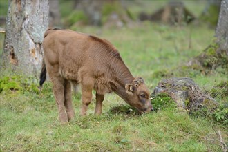 Close-up of a aurochs or ure (Bos primigenius) calf in autumn in the bavarian forest