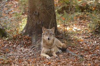 European gray wolf (Canis lupus lupus) in autumn forest, captive, Germany, Europe