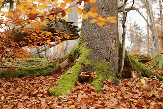 Landscape of forest in autumn in the bavarian forest