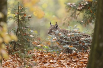 Eurasian lynx (Lynx lynx) hiding in autumn forest, Bavarian Forest National Park