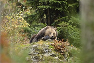 Eurasian brown bear (Ursus arctos arctos) lying in a forest, Bavarian Forest National Park