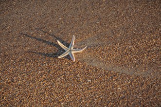 Starfish on a shell beach