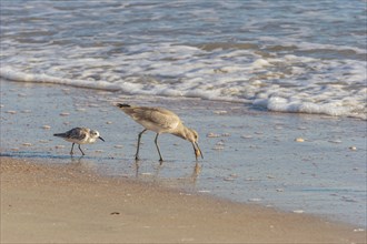 Sandpiper birds feeding on a sand beach