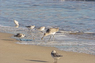 Sandpiper birds feeding on a sand beach