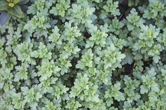 Background pattern of Chrysanthemum leaves