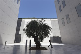 Young boy walking under an olive tree, silhouette between modern concrete architecture, cultural